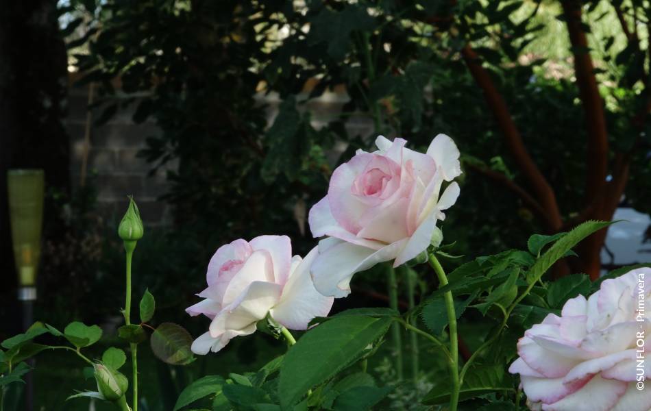 ©SUNFLOR - Primavera
